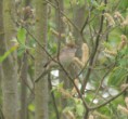 /album/my-local-birding-gallery/blackcap-female-gathering-food-on-our-ossett-reserve-jpg/
